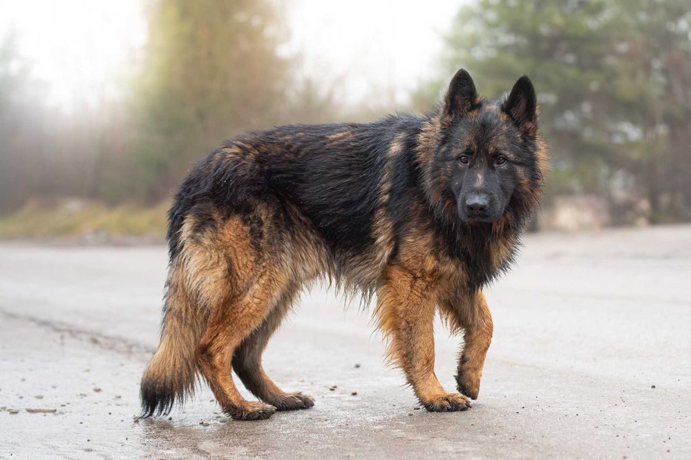 VOTAN - piękny, spokojny owczarkowy jegomość