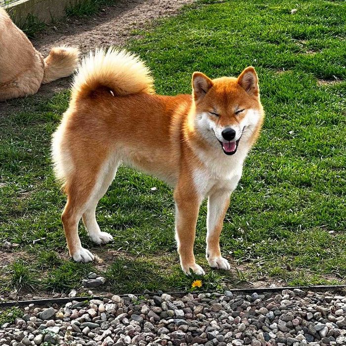 Hotel domowy dla psów Dog Holidays