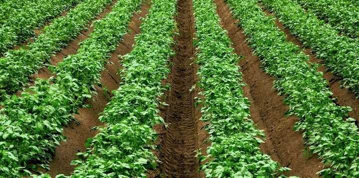 Mączka BAZALTOWA, naturalny NAWÓZ ROŚLINNY, poprawiający jakość gleby