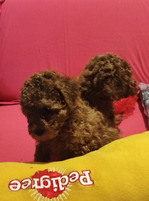 Pudelek  toy  do rezerwacj