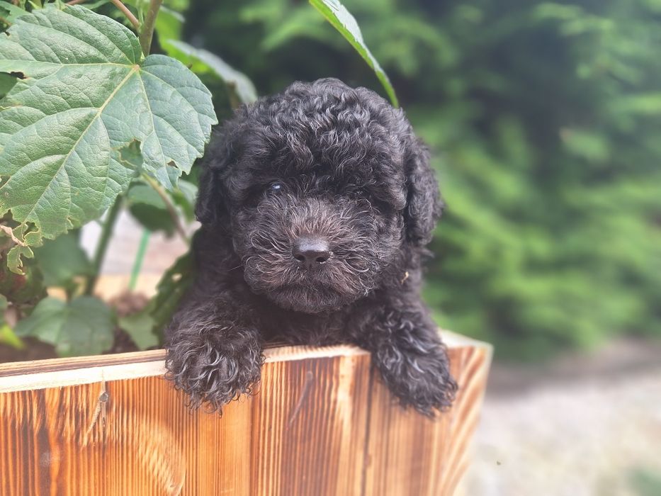 Piesek maltipoo z metryką