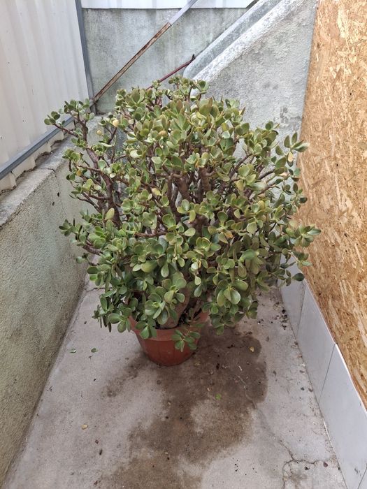 Planta Jade com 7 anos