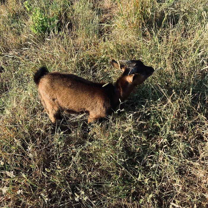 Animais de quinta