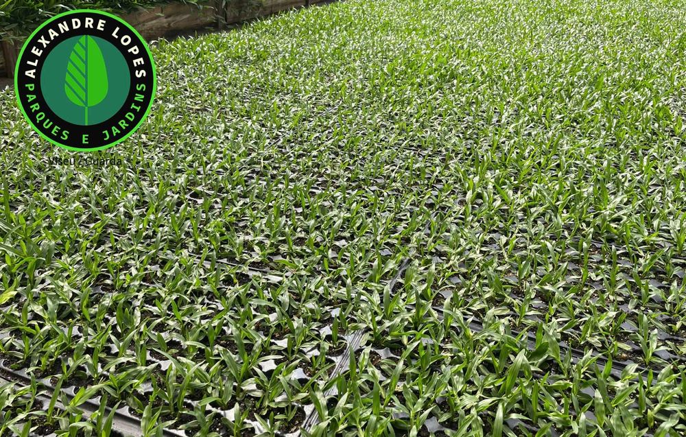 Produtor de relva natural, envios para todo o país