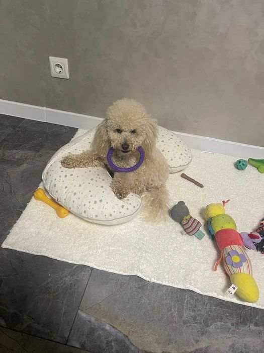 в'язка той пуделя