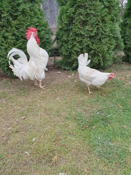 Jaja lęgowe kur leghorny wysylka