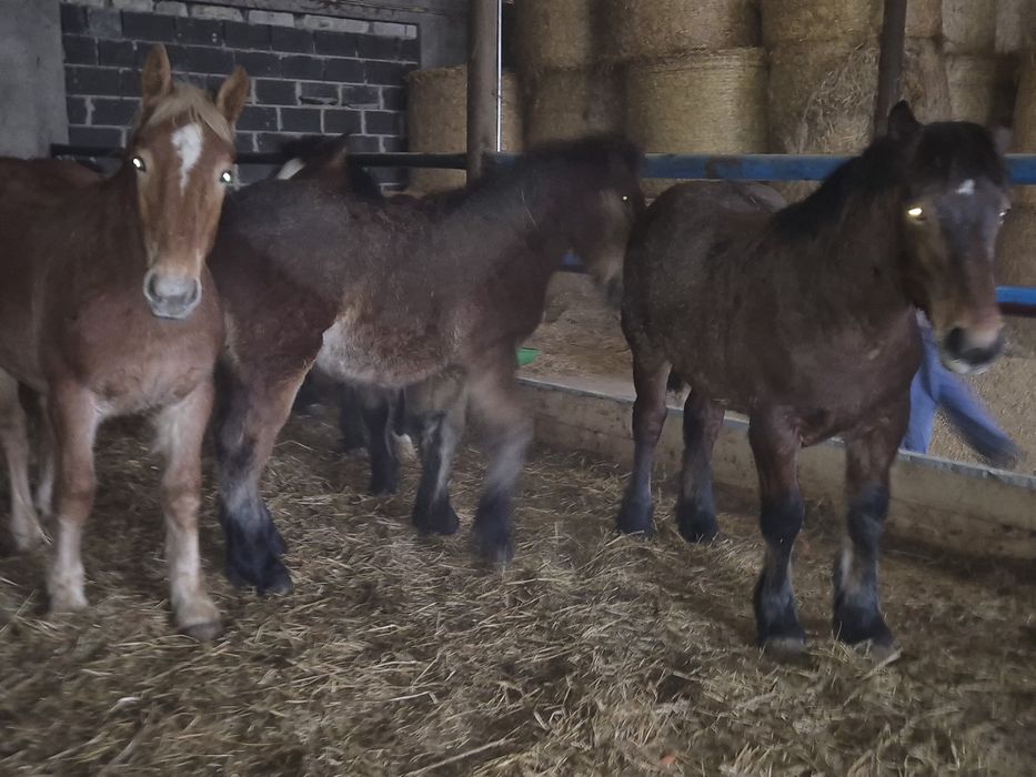 Sprzedam zrebaki zimnokrwiste