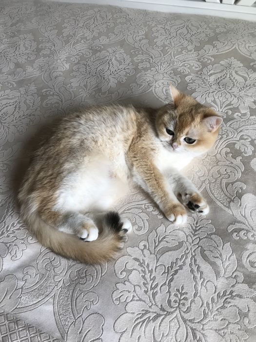 Хлопчик золото