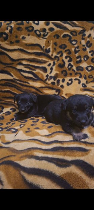 Oddam  za darmo  psy