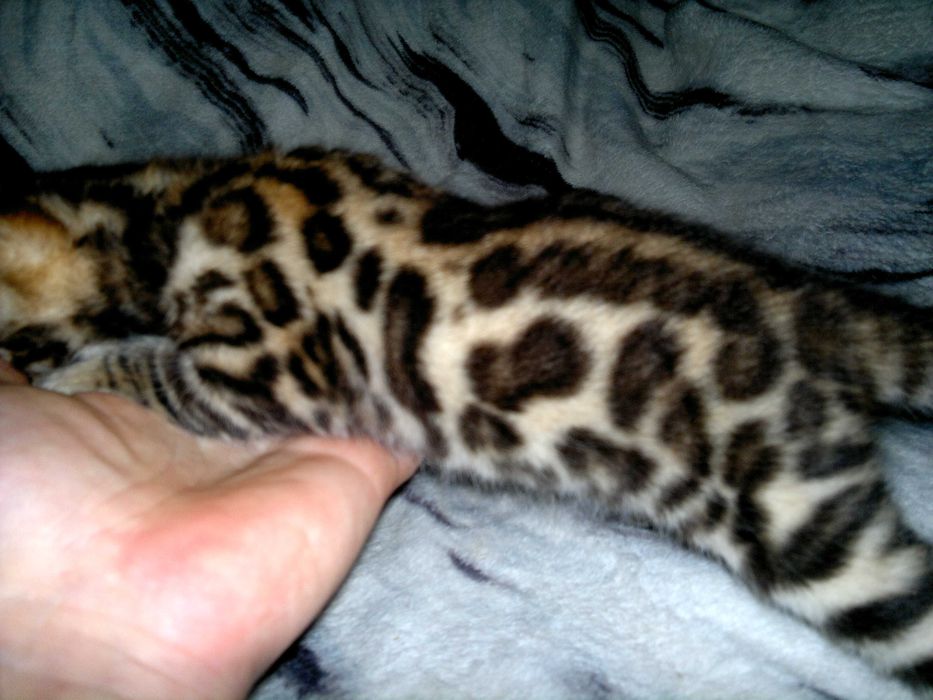 Чистокровний бенгальський хлопчик WCF в окрасі BENn24