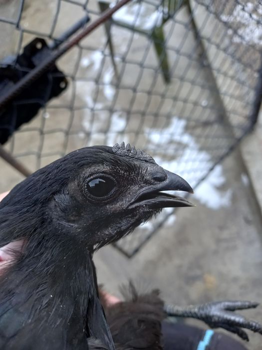 Ayam cemani kury kura