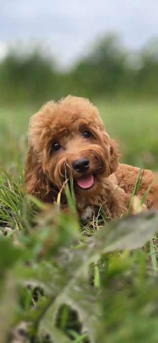 Cavapoo/ chłopczyk