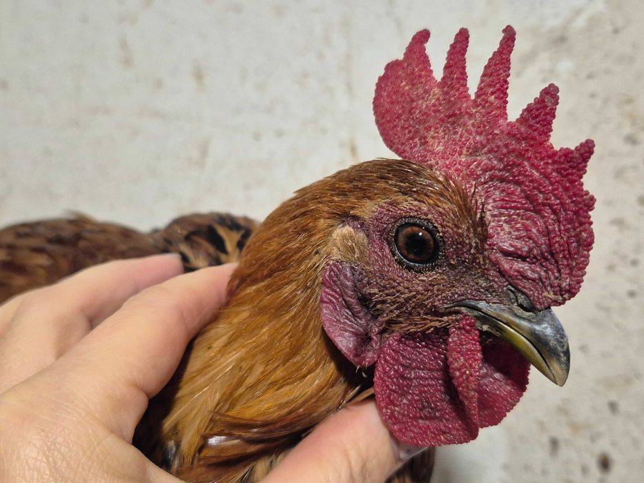 Бентамки півні півень для невеликих курочок кольорові яйця