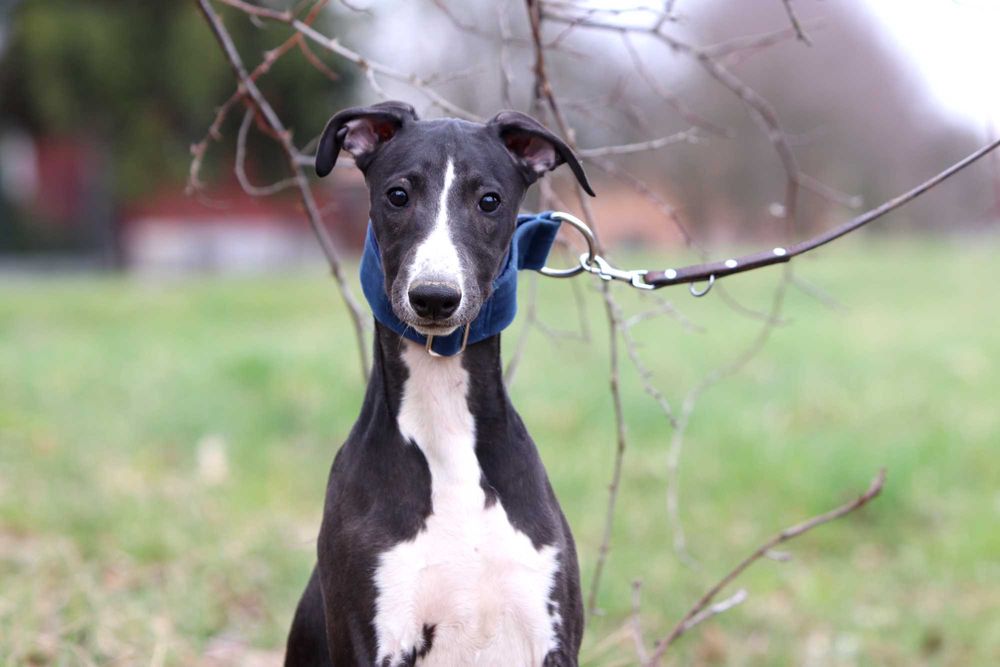 Whippet Chart angielski ZKwP/FCI przepiękny piesek SVEN