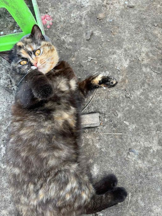 Киця шукає люблячу родину