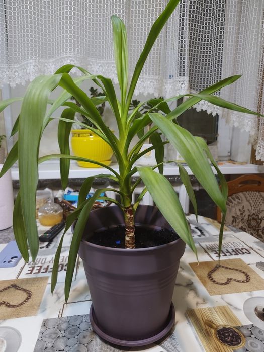 Юка домашня(кімнатна)