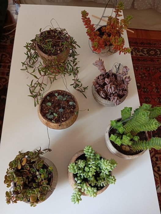 Suculentas desde 3 euros