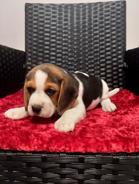 Szczeniak rasy Beagle
