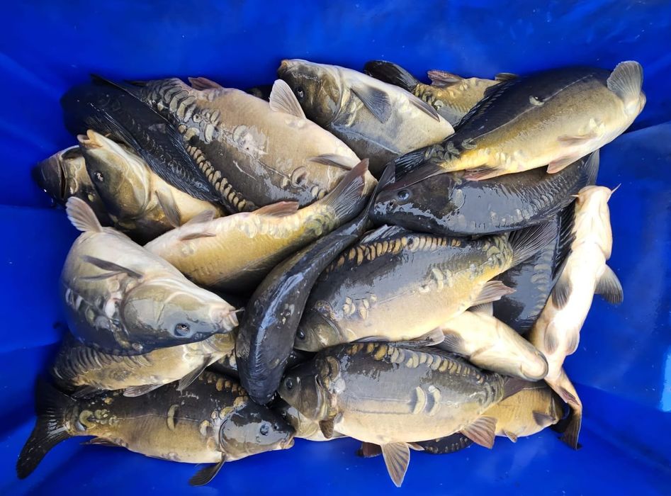 Karp, narybek, kroczek