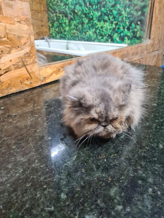 Linda gatinha Persa