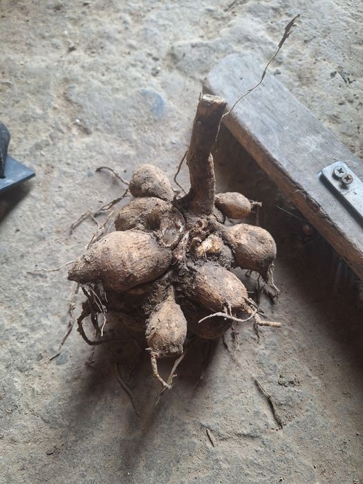 Karpy dalii, georginie