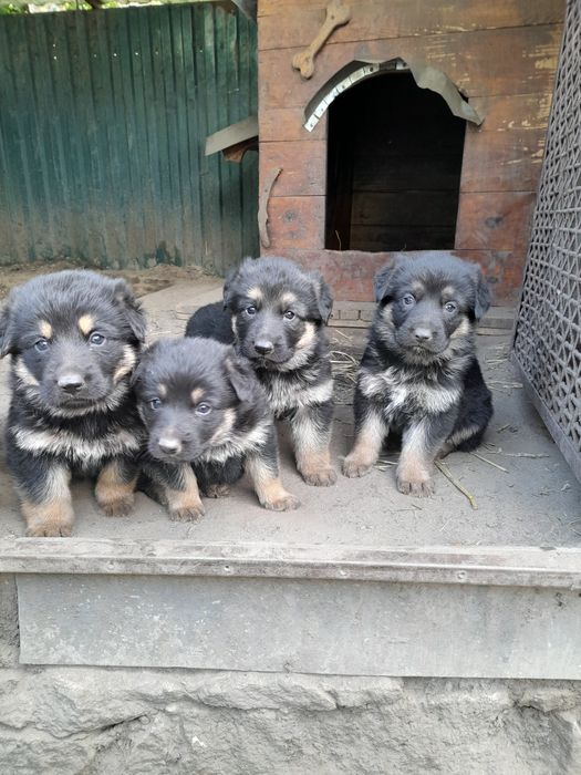 Продам маленьких  класних німців.