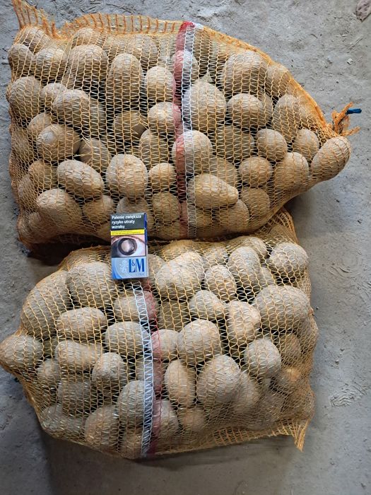 Ziemniaki Tajfun, Gwiazda i Belarossa +45