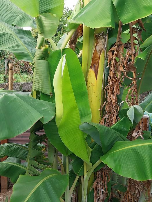 Bananeiras para entrega imediata