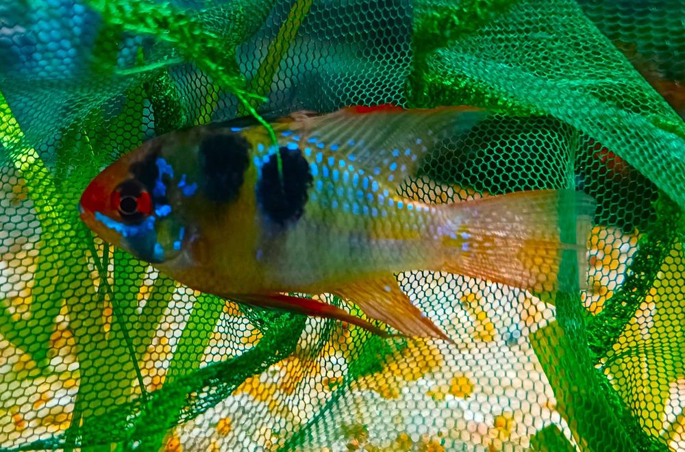 Mikrogeophagus Ramirezi German Blue Macho XL (Fotos Reais)