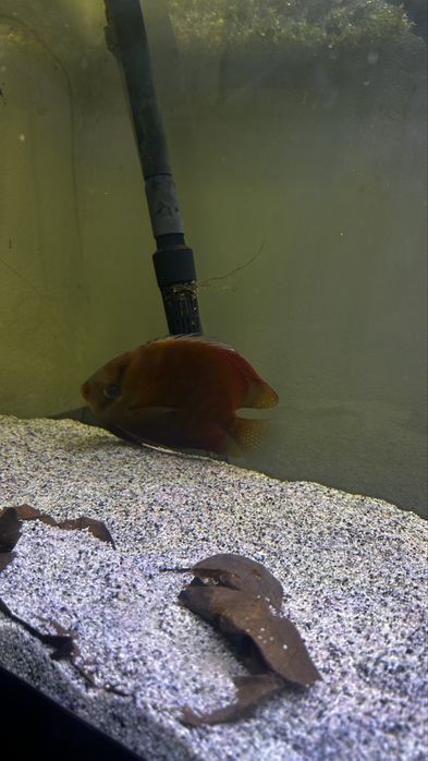 Vendo aquario 200 com 3 discos