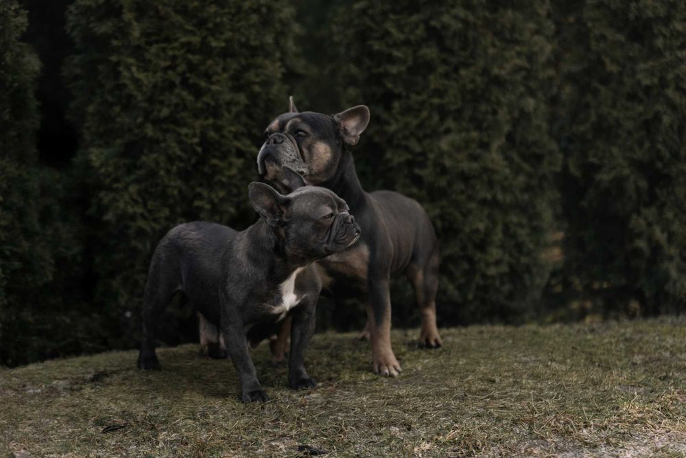 Suczka Buldog francuski szczeniak rezerwacja