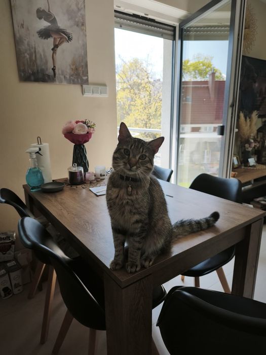 Piekny Ryszard do adopcji