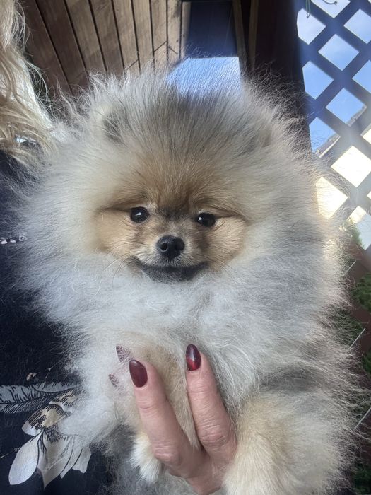 Sprzedam cudną dziewczynkę ZKwP FCI