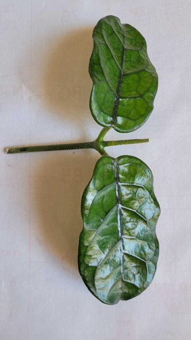 Хойи срезом Villosa, Michele, Macrophylla splash, Griffithii silver