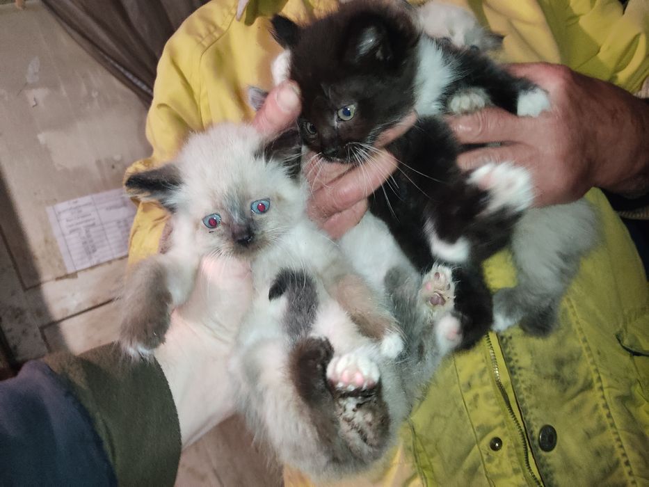 Кошенята безкоштовно