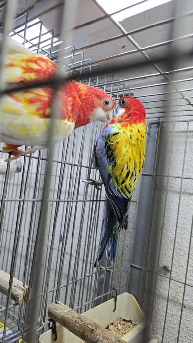 Roselias muito bonitas