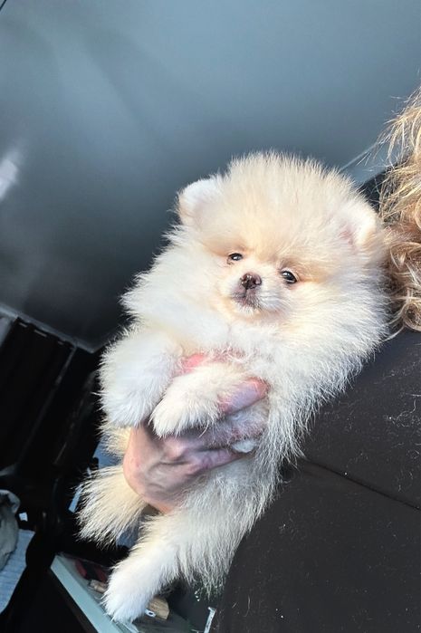 Lulu da pomerânia  fêmea com LOP pronta para entrega