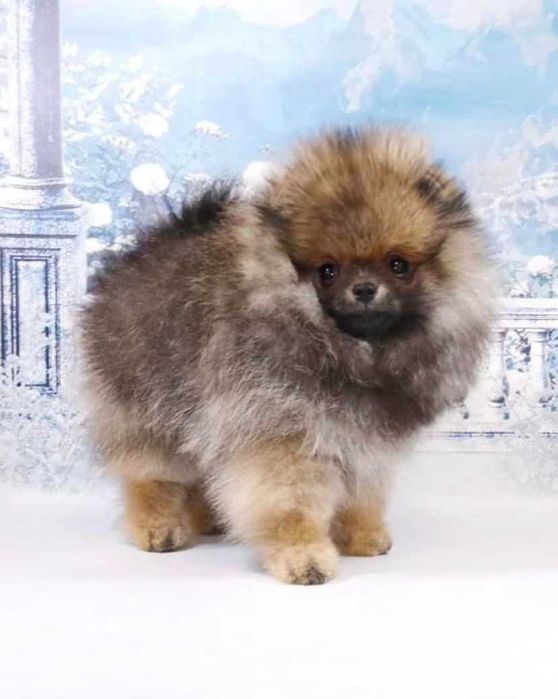 Spitz Alemão Anão/ou Lulu da Pomerânia FEMEA  LARANJA  com   LOP e AFIXO