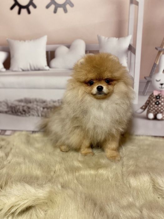 Хлопчик померанський шпіц