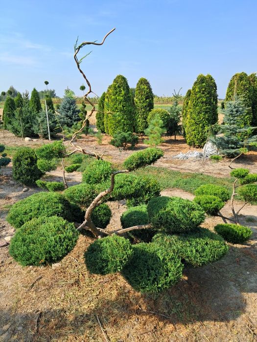 Bonsai, szczepy i choinki