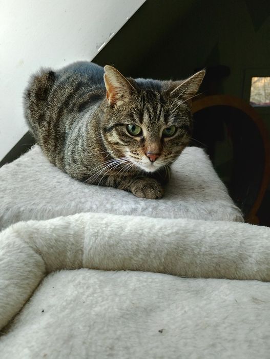 Patty 2.5 roczna koteczka do adopcji