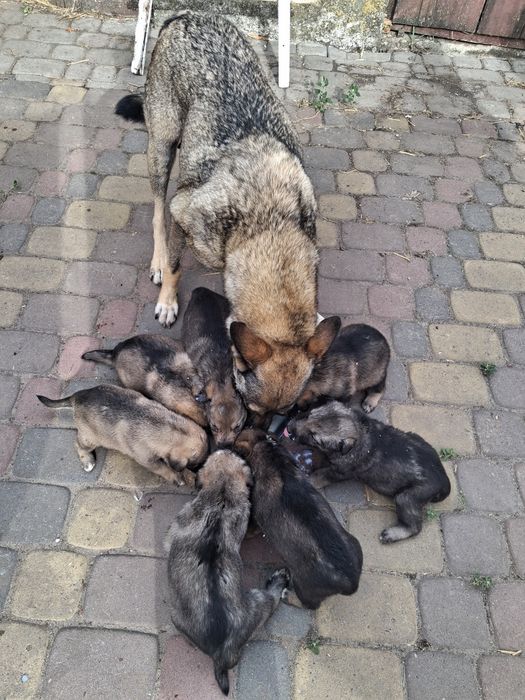 Продам у хороші руки  цуценят