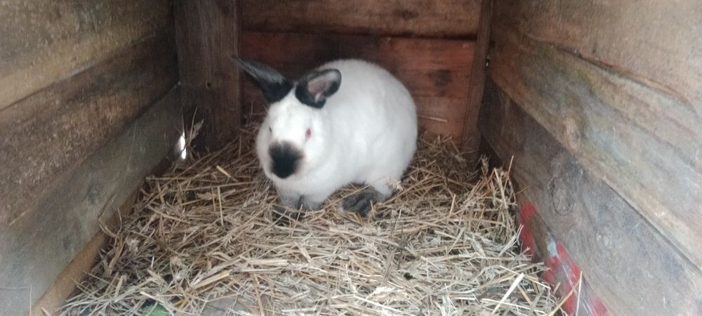 Królik Kaliforniajski