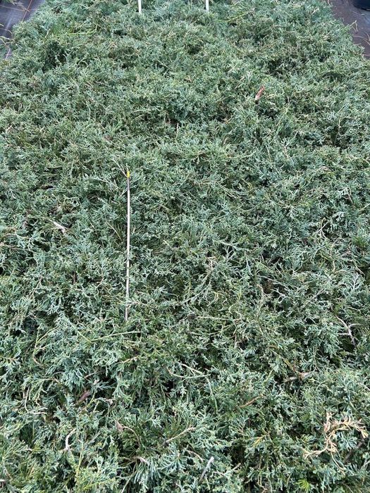 Jałowiec płożący Wiltonii juniperus