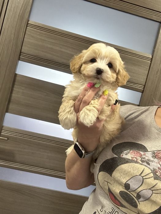 Милаш мальтипу ф1