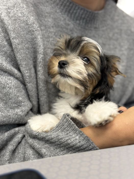 Цуценята бівери з документами КСУ