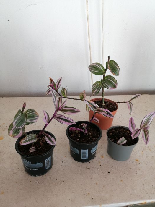 Tradescantia Nanouk ou planta da Felicidade, desde 2€.