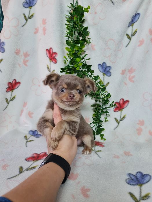 Excecional mini pelo comp Chihuahua/Chiuaua de Qualidad,LinhagemRussa