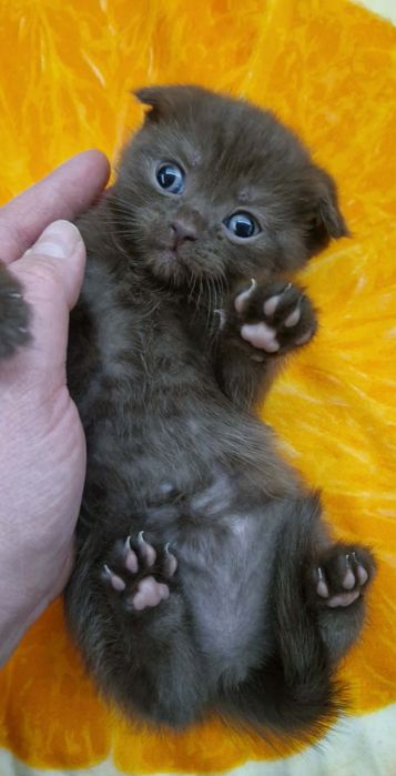 Kotka brytyjska/szkocka  czekoladowa  rodowód