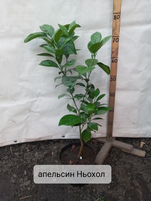 Мандарини, клементини, апельсини та інше